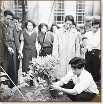 花の苗を植える図書館員たち